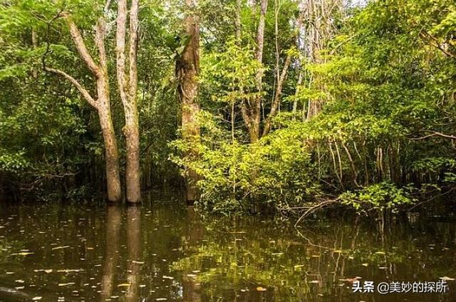 亚马逊河流内部有什么？为何当地人难以靠近，莫非藏着水怪？