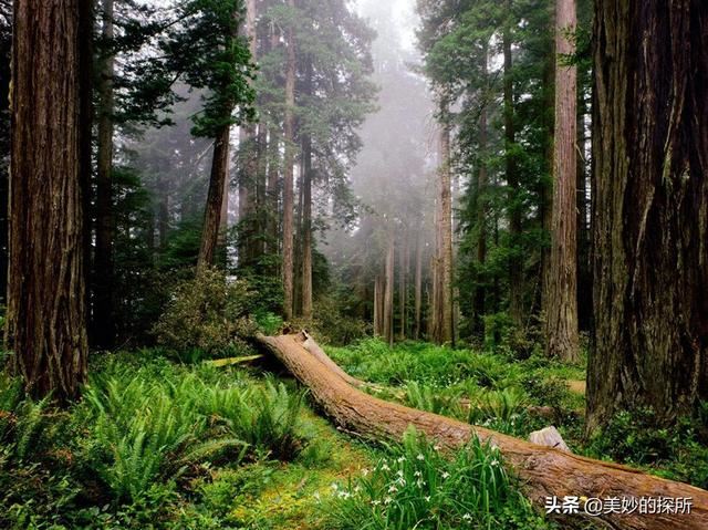 亚马逊河流内部有什么？为何当地人难以靠近，莫非藏着水怪？