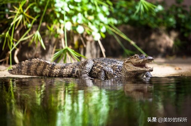 亚马逊河流内部有什么？为何当地人难以靠近，莫非藏着水怪？